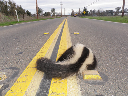 Top Roadkill in the United States
