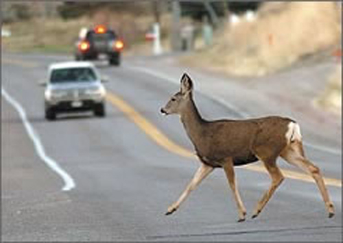deer crossing the street